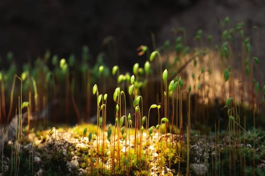 Moss is the most important component of the ecological system. They are preparing the earth for restoration
