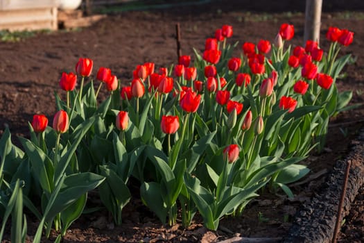 Growing tulips in the country. Flowering red tulips