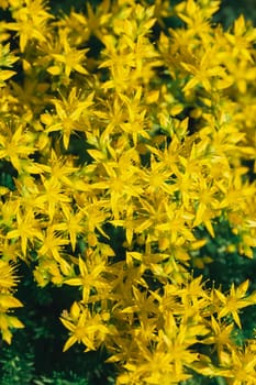 Beautiful bright yellow flowers in the form of stars close-up. Ochitok acrid is a perennial herbaceous succulent plant