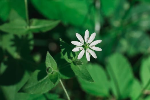 Medicinal plant stellaria with a white flower in the shape of a star