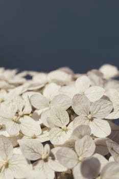 Hydrangea flowers close-up on a blue background with copy space