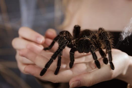 A big fluffy tarantula spider on the girl's arm. Exotic pet