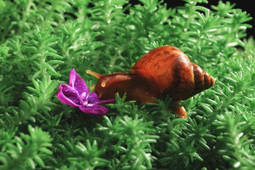 Achatina snail crawling on moss to flower lilac