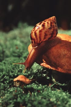 A snail on a mushroom reaches for a small mushroom