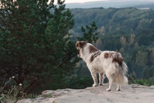 A wild dog stands at dawn on the mountainside and looks into the distance