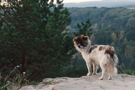 A wild dog stands at dawn on the mountainside and looks into the camera