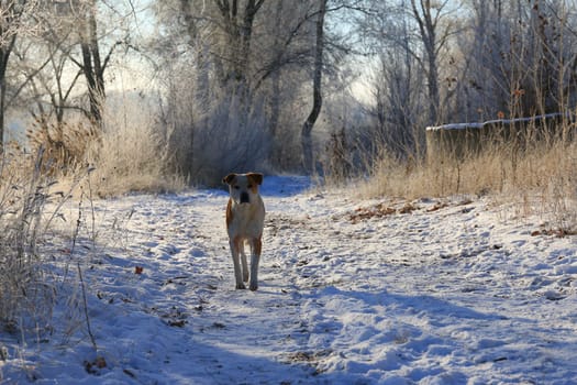 Dog stands on a forest trail on a winter morning