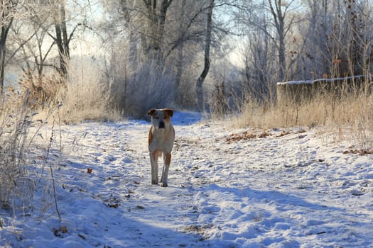 Dog stands with his eyes closed on a forest path in winter