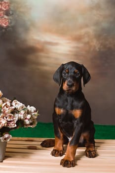 Cute Doberman puppy sitting on a wooden box near the flowers, with copy space