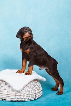 A Doberman puppy stands with its front paws on a basket on a blue background and looks back