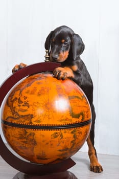 A Doberman puppy stands with two paws on the globe and carefully studies