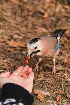 A jay eats nuts from a woman's hand. Human interaction with the wild world