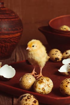 A quail chick, a chicken hatched from an egg. It stands among pottery and eggs. Rustic style