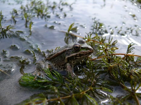 Green frog on the shore of a pond