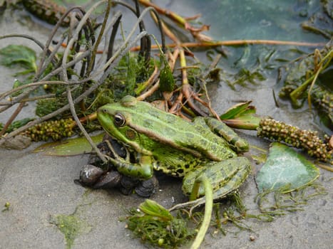 Green frog on the shore of a pond