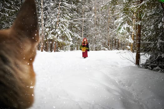 Cute little girl in red cap or hat and black coat with basket of green fir branches in forest and snow on winter day. Young girl went to gather firewood in cold. Fun and fairytale on photo shoot