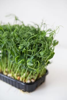Pea microgreen sprouts. Raw sprouts, microgreens, healthy food concept.