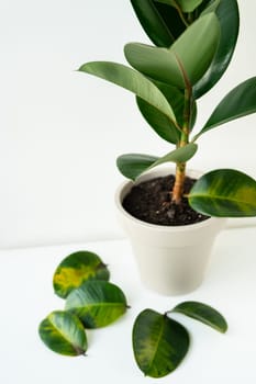 Potted ficus rubber plant with green leaves in a white pot on a white background, with a few fallen leaves on the ground