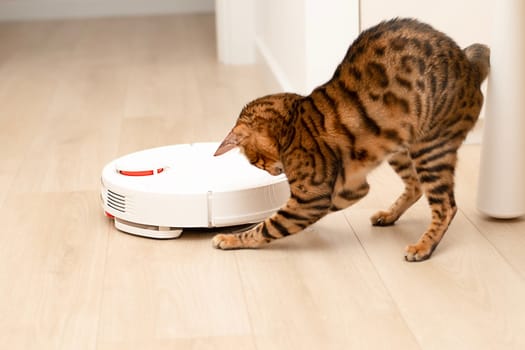 Pets concept. A beautiful, playful leopard cat of the Bengal breed jumps funny on a white robot vacuum cleaner that removes garbage and dust in the home interior. Close-up, soft focus.