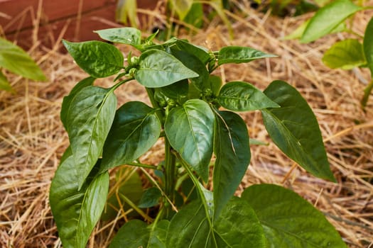 Photo a green pepper bush on a mulched bed. Peppers in the open ground. Mulching with straw.