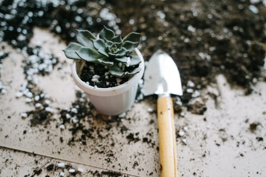 Transplanting a plant into a white plastic pot. A spatula with soil for a houseplant. The succulent is planted in a pot. Eheveria The Black Prince.