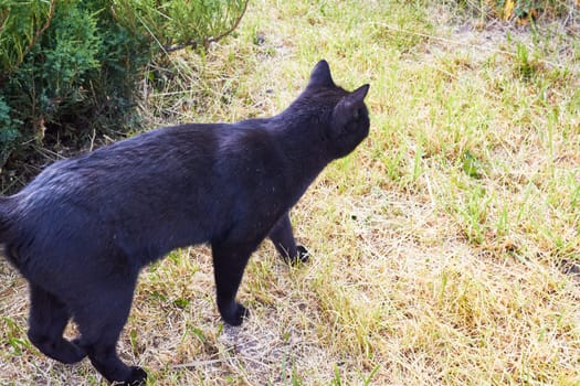 Photo a black shorthair cat is stealing prey. Summer. Dry grass.