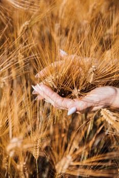 a women's hands in a field with wheat nature agriculture bread