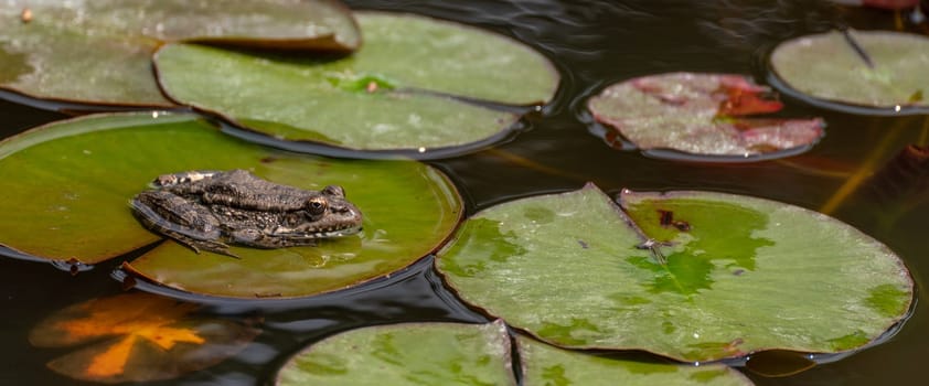 frog leaf water lily. A small green frog is sitting at the edge of water lily leaves in a pond.