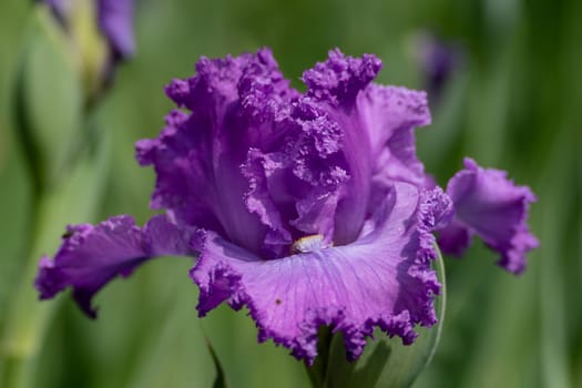 Purple bearded iris flower close up.