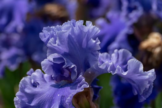 Blue bearded iris flower close up.
