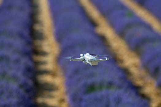 Drone flying over lavender field, Valensole, Provence, High quality photo
