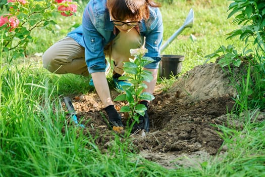 Close-up of woman's hands transplanting hydrangea from pot in soil, using garden shovel. Nature, gardening, landscape design, spring summer work in garden