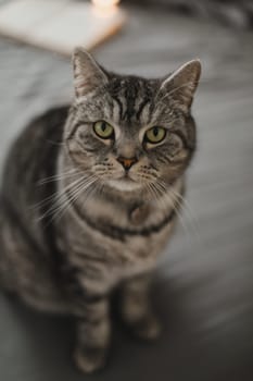 adorable shorthair gray tabby cat relaxing on bed