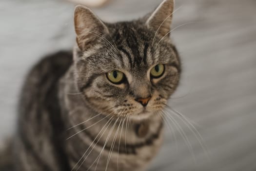 adorable shorthair gray tabby cat relaxing on bed