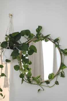 stylish home interior with a round mirror on a wall and a green houseplant epipremnum.