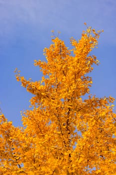 Bright yellow orange leaves from a tree in fall against blue sky