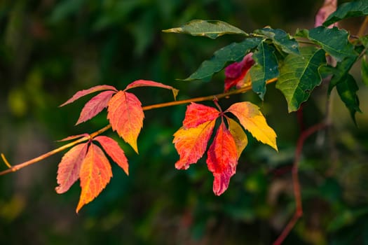 Different colored leaves cut off a hedge bush in autumn