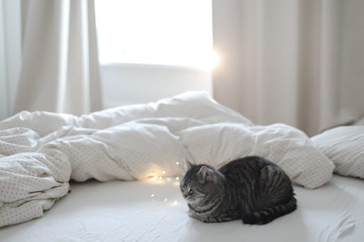 cute scottish straight grey tabby cat in bed at home.