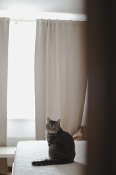 cute scottish straight grey tabby cat in bed at home.