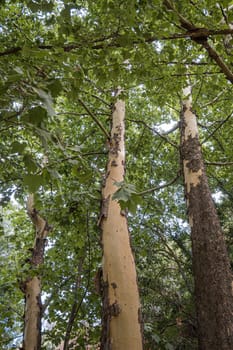 Treetops of beech (fagus) and oak (quercus) trees in a compact german forest near Göttingen on a bright summer day with fresh green foliage, strong trunks and boles seen from below in frog perspective