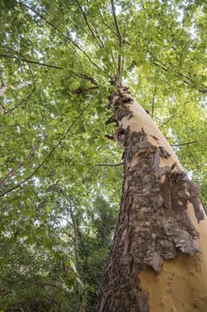 Treetops of beech (fagus) and oak (quercus) trees in a compact german forest near Göttingen on a bright summer day with fresh green foliage, strong trunks and boles seen from below in frog perspective