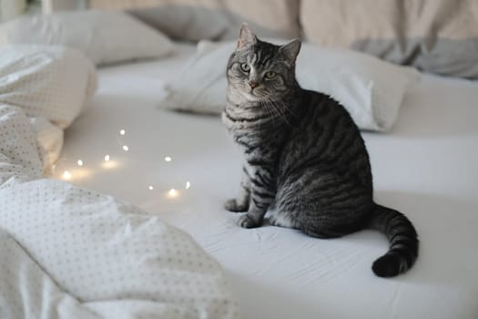 cute scottish straight grey tabby cat in bed at home.