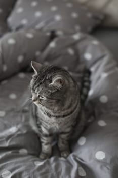 cute scottish straight grey tabby cat in bed at home.