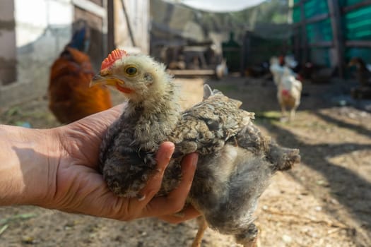 chick in hand. home small poultry farm.
