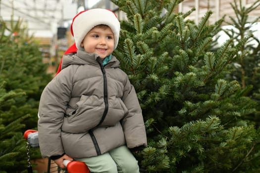Small boy on a wheelbarrow chooses a Christmas tree in the shop.