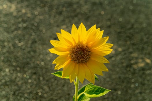 Blooming yellow sunflower flower with green leaves. Helianthus plant. Asteraceae family. Sunflower agricultural crop. Farm gardening. Background image.