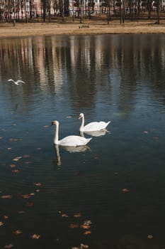 A pair of beautiful white swans on the water. Two graceful white swans swim in the dark water lake.