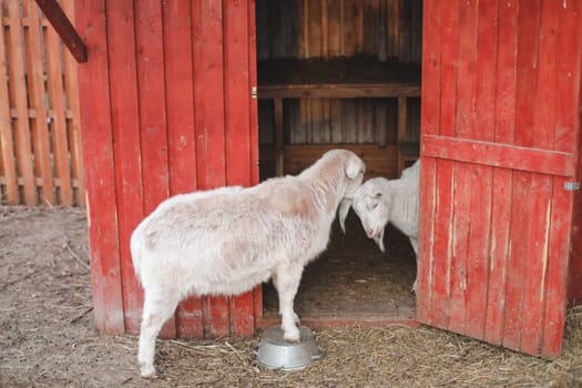 Lovely couple of two goats standing in wooden shelter.