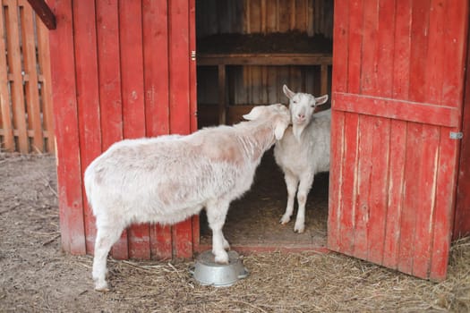 Lovely couple of two goats standing in wooden shelter.