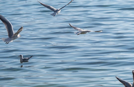 gulls fly over lake Ohrid, natural background